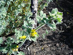 lotus heermannii var. heermannii